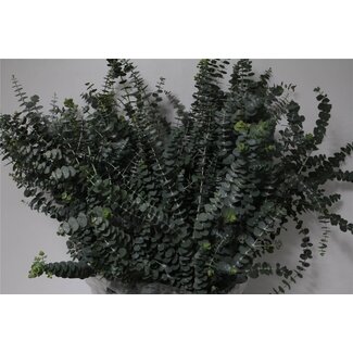 Freshy Eucalyptus “Baby Blue” | Kleur: Groen | Lengte ± 70 centimeter | Gewicht 350 gram | Per 5 bossen