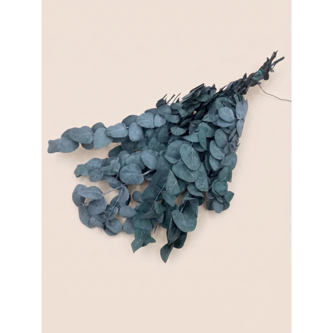 Green Eucalyptus Cinerea | Preserved | Length ± 60 centimetres | Weight ± 150 grams