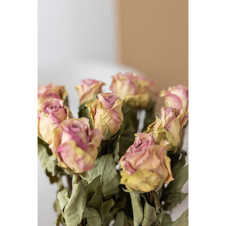 DriedRoses.com Wit-roze gedroogde Rozen | Lengte ± 50 centimeter | Per 10 rozen
