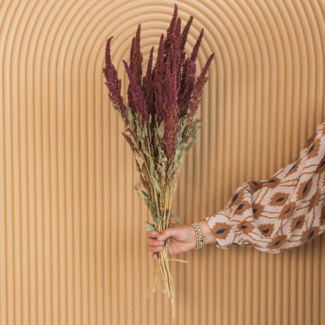 Dutch Dried Red Amaranthus Cruentus dried flowers | Length ± 55 centimetres | Weight ± 125 grams