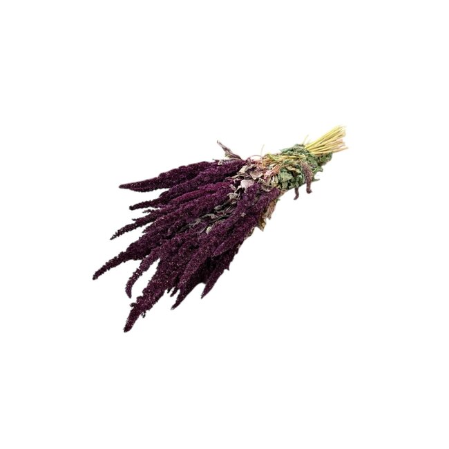 Red Amaranthus Cruentus dried flowers | Length ± 55 centimetres | Weight ± 125 grams