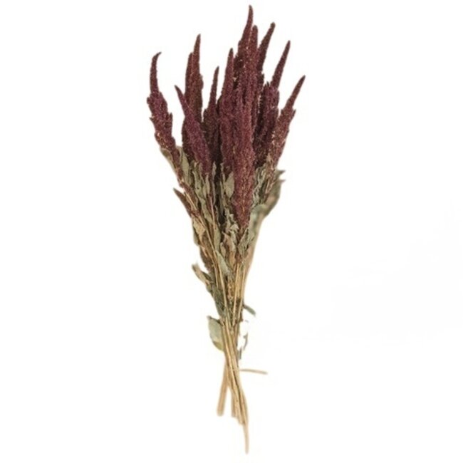 Red Amaranthus Cruentus dried flowers | Length ± 55 centimetres | Weight ± 125 grams