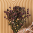Naturel groen-paarse Nigella Black Pod droogbloemen | Lengte ± 50 centimeter | Gewicht ± 100 gram
