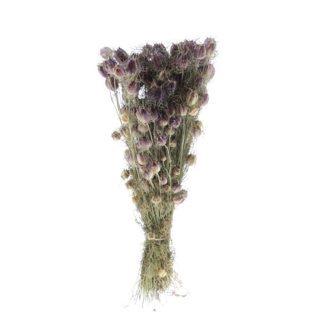 Naturel groen-paarse Nigella Black Pod droogbloemen | Lengte ± 50 centimeter | Gewicht ± 100 gram
