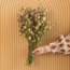 Nigelle verte naturelle fleurs séchées | Longueur ± 60 centimètres | Poids ± 100 grammes