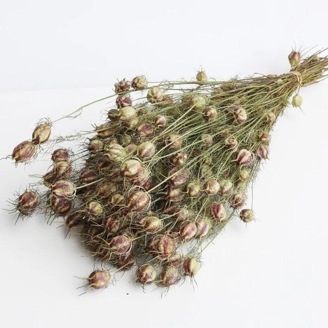 Natural green Nigella dried flowers | Length ± 60 centimetres | Weight ± 100 grams