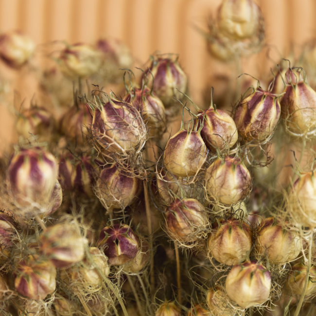 Natural green Nigella dried flowers | Length ± 60 centimetres | Weight ± 100 grams