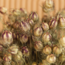 Natural green Nigella dried flowers | Length ± 60 centimetres | Weight ± 100 grams