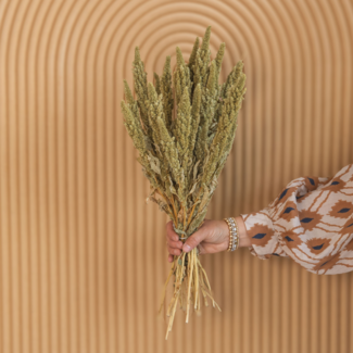 Dutch Dried Natural Green Amaranthus Cruentus Dried Flowers | Length ± 60 centimetres | Weight ± 125 grams