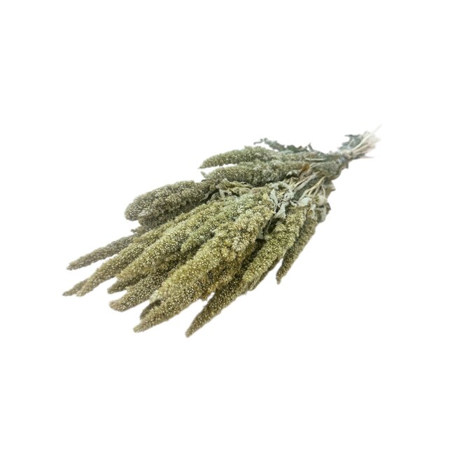 Natürliche grüne Amaranthus Cruentus Trockenblumen | Länge ± 60 Zentimeter | Gewicht ± 125 Gramm