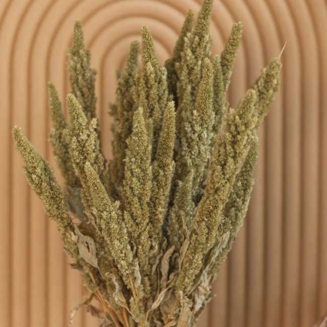 Natural green Amaranthus Cruentus dried flowers | Length ± 60 centimetres | Weight ± 125 grams