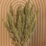 Natürliche grüne Amaranthus Cruentus Trockenblumen | Länge ± 60 Zentimeter | Gewicht ± 125 Gramm