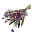 Bouquet de fleurs séchées “Cute purple” | Couleur: Couleurs mélangées Violet | Longueur ± 50 centimeter | Par bouquet