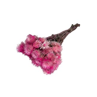Casa Alegria Gedroogde Kaaps Everlasting | Kleur: Fuchsia | Helichrysum Droogbloemen | Lengte ± 40 centimeter | Gewicht 100 gram | Per 5 stelen
