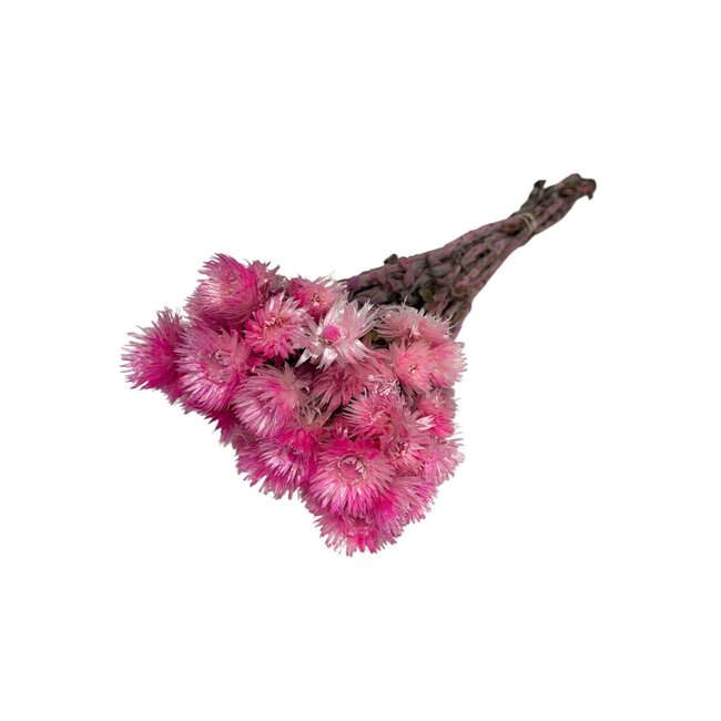 Gedroogde Kaaps Everlasting | Kleur: Fuchsia | Helichrysum Droogbloemen | Lengte ± 40 centimeter | Gewicht 100 gram | Per 5 stelen