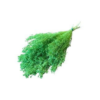 Casa Alegria Getrocknete Broom Bloom | Kleur: Hellgrün | Brem Trockenblumen | Länge ± 55 centimeter | Gewicht 125 gram | Pro Bund