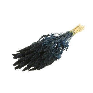 Dutch Dried Donkerblauwe Amaranthus Cruentus droogbloemen | Lengte ± 60 centimeter | Gewicht ± 125 gram