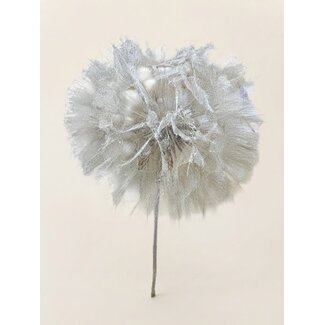 Dutch Dried Puste Flower Preserved | Colour: White | Length ± 25 centimetre | Per stem | In Display Box