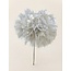 Puste Flower Gepreserveerd | Kleur: Wit | Lengte ± 25 centimeter | Per steel | In Display Doos