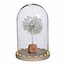 Puste Flower Gepreserveerd | Kleur: Wit | Lengte ± 25 centimeter | Per steel | In Display Doos