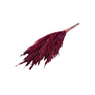 Casa Alegria Gedroogde Pampas Pluimen | Kleur: Rood | Cortaderia Droogbloemen | Lengte ± 60 centimeter | 10 stelen per bos | Per bos