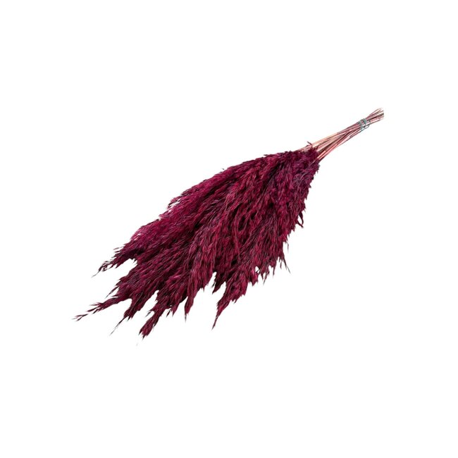 Red Dried Pampas Plumes | Cortaderia Dried Flowers | Length ± 60 centimeter | 10 stems per bunch | Per bunch