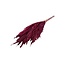 Gedroogde Pampas Pluimen | Kleur: Rood | Cortaderia Droogbloemen | Lengte ± 60 centimeter | 10 stelen per bos | Per bos