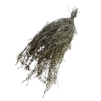 Casa Alegria Doré Préservé Lepidium | Cresson poivré Fleurs séchées | Longueur ± 60 centimeter | Poids 75 gram | Par bouquet