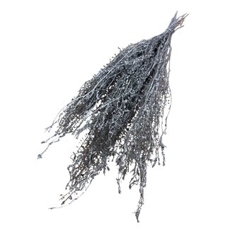Casa Alegria Silberfarbene Konservierte Lepidium | Peperkers Trockenblumen | Länge ± 60 centimeter | Gewicht 75 gram | Pro Bund