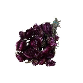 Casa Alegria Natural Pink Dried Helichrysum | Strawflower Dried Flowers | Length ± 50 centimeter | Weight 100 gram | Per bunch