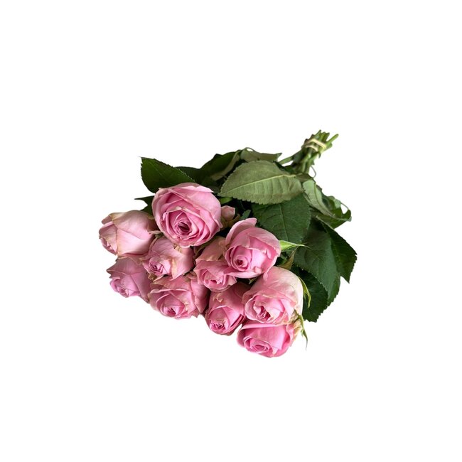 Verse roze rozen "Heidi Violet Pink" | ↕ 60cm | Ø 5.5 cm per roos | Per 10 rozen