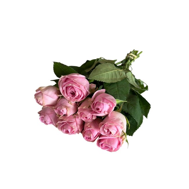 Verse roze rozen "Heidi Violet Pink" | ↕ 60cm | Ø 5.5 cm per roos | Per 10 rozen