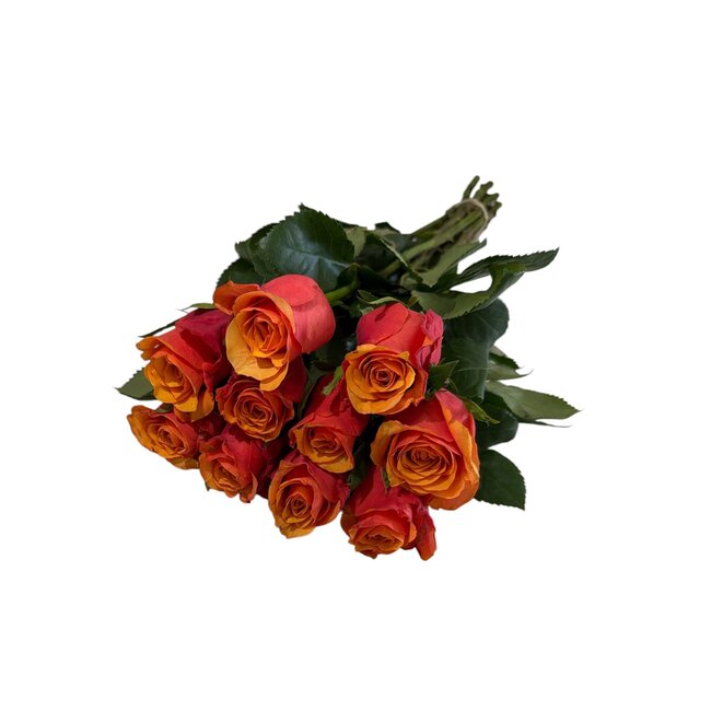 Verse rood-oranje rozen "Espana Orange Red" | ↕ 60cm | Ø 4.5 cm per roos | Per 10 rozen