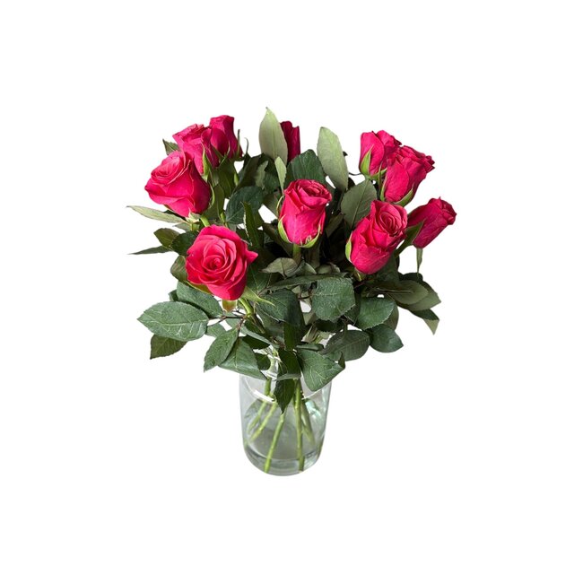 Verse kersenkleurige rozen "Tacazzi Cerise" | ↕ 60 cm | Ø 5.5 cm per roos | Per 10 rozen