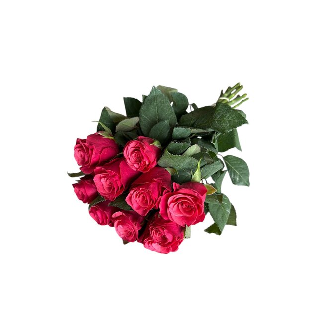 Verse kersenkleurige rozen "Tacazzi Cerise" | ↕ 60 cm | Ø 5.5 cm per roos | Per 10 rozen