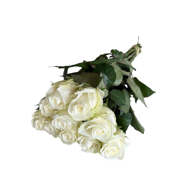 Verse witte rozen "Count Down Pure White" | ↕ 60 cm | Ø 5.5 per roos | Per 10 rozen