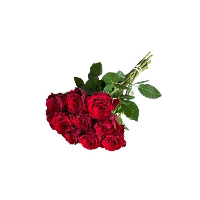 Verse rode rozen "Upper Class Vibrant Red" | ↕ 60cm | Ø 5.5 cm per roos | Per 10 rozen