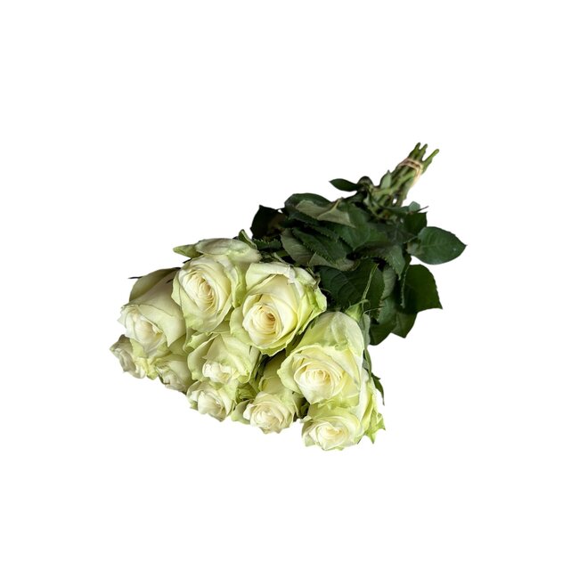 Verse creme-witte rozen "Athena Creamy White" | ↕ 60cm | Ø 5.5 cm per roos | Per 10 rozen