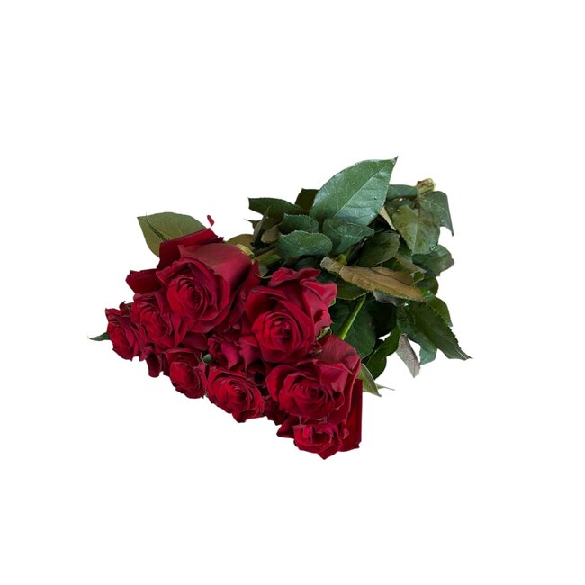 Verse rode rozen "Explorer Deep Red" | ↕  60cm | Ø 5.5 per roos | Per 10 rozen te bestellen
