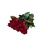 Verse rode rozen "Explorer Deep Red" | ↕  60cm | Ø 5.5 per roos | Per 10 rozen te bestellen