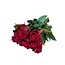 Verse rode rozen "Explorer Deep Red" | ↕  60cm | Ø 5.5 per roos | Per 10 rozen te bestellen