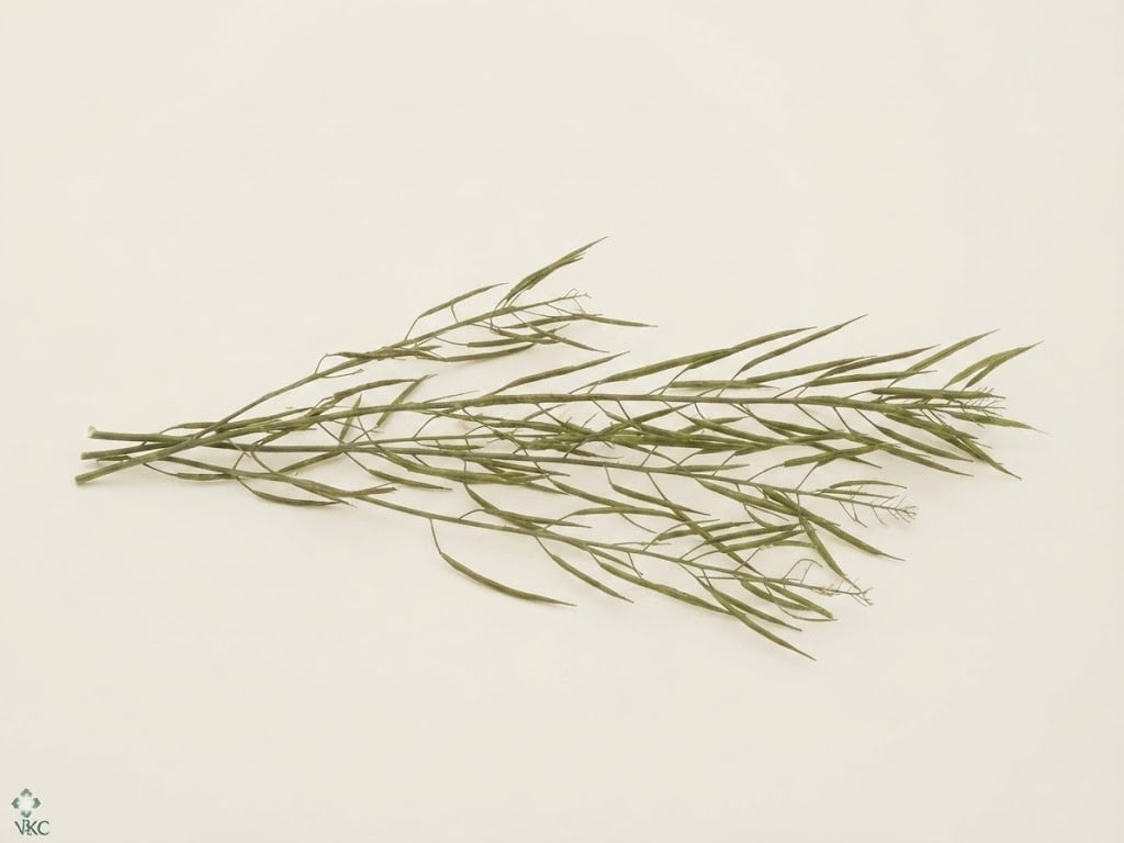 Brassica (Sierkool): Stoer & Decoratief | MyFlowers.shop