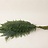 Nephrolepis (Fern)
