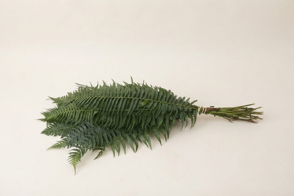 Nephrolepis (Varen): Weelderige Groenkracht | MyFlowers.shop