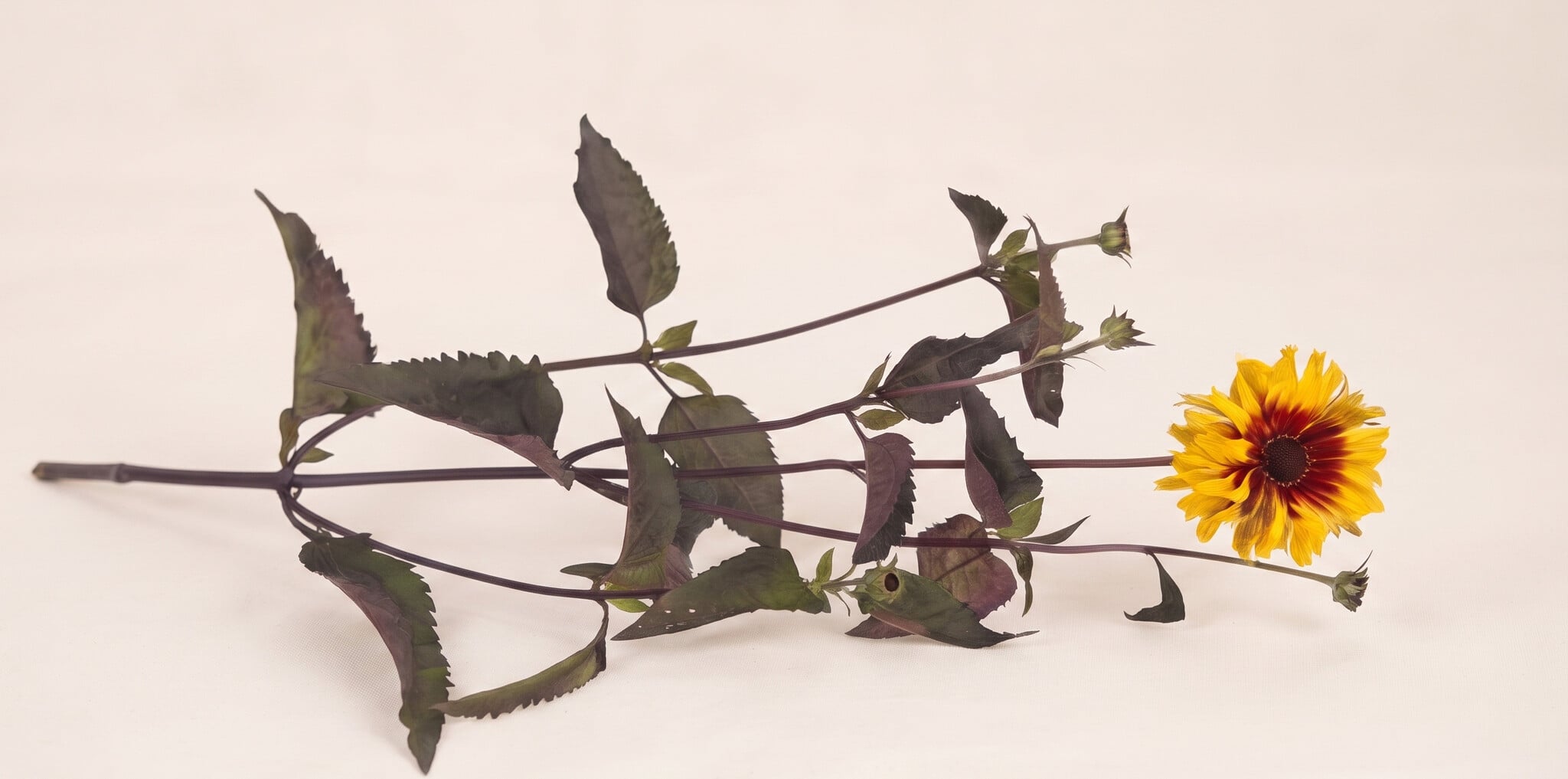 Heliopsis (Ox-eye): Radiant Golden Yellow | MyFlowers.shop