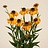 Helenium (Hélénie)