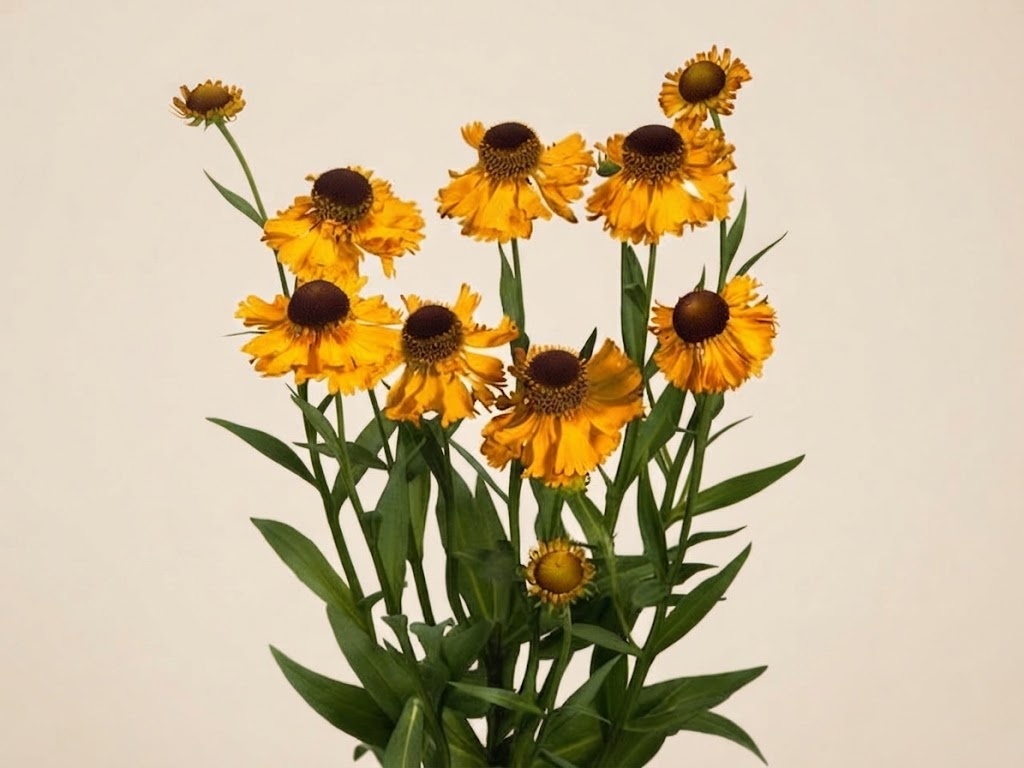 Helenium (Sneezeweed): Warm Late Summer Rays | MyFlowers.shop
