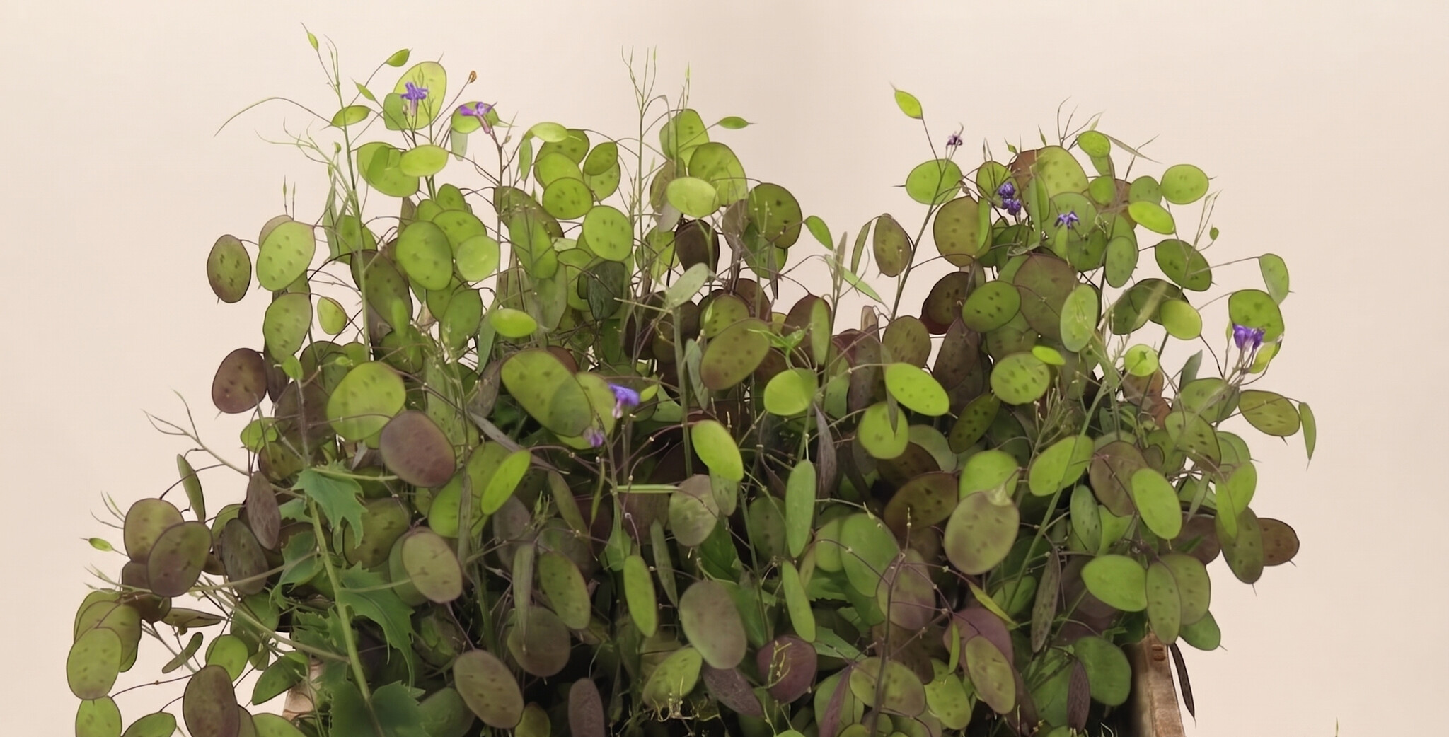 Lunaria: De Magische Judaspenning | MyFlowers.shop