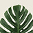 Monstera