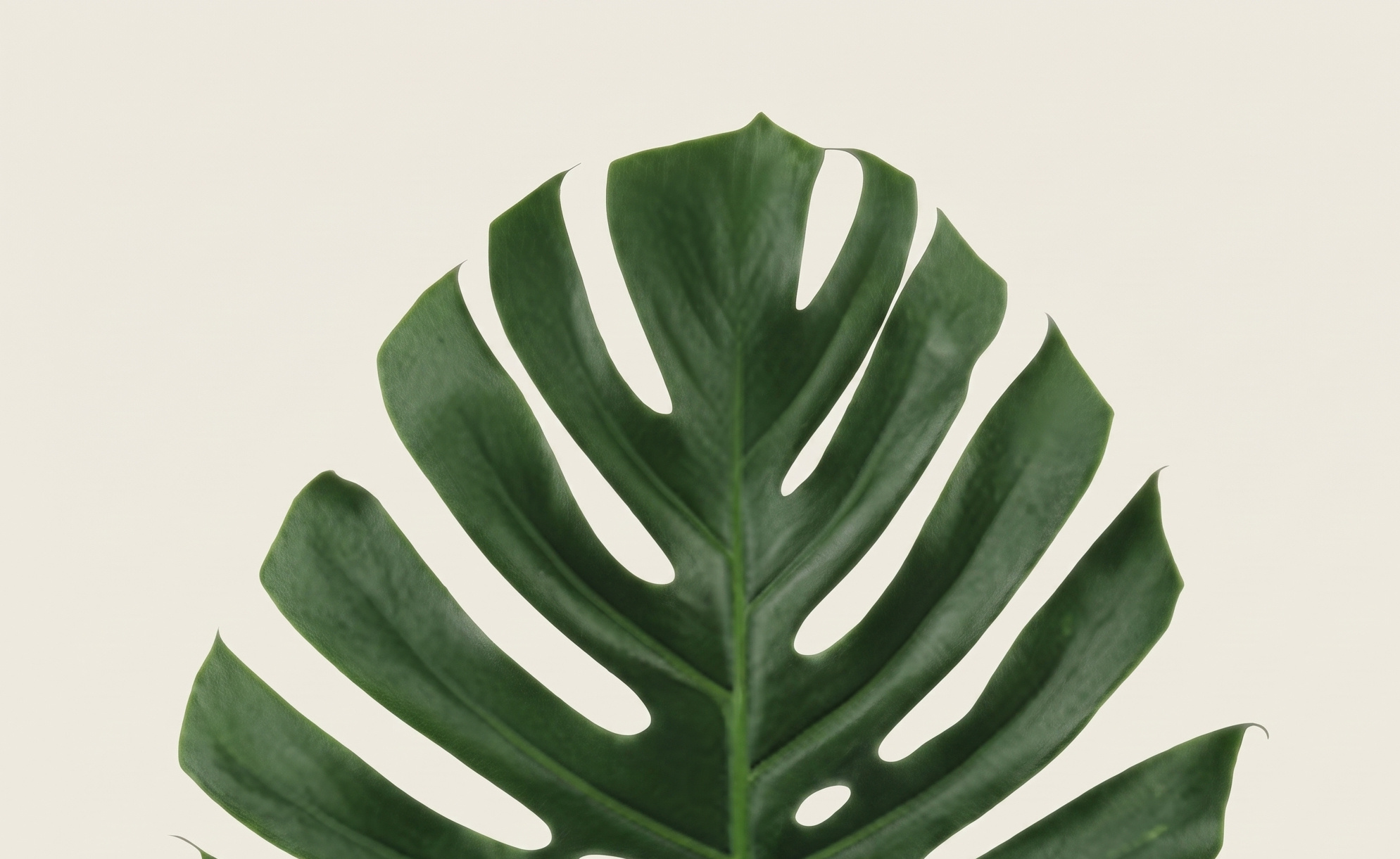 Monstera (Gatenplant): Urban Jungle Luxe | MyFlowers.shop